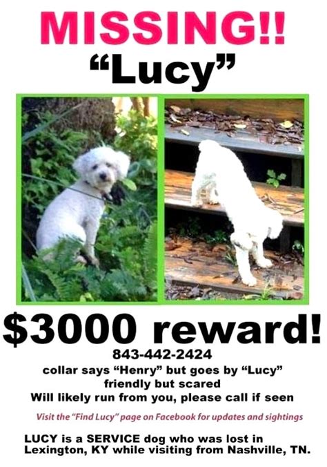 Lost pets near me - Lost pets of the Lemont area - Facebook